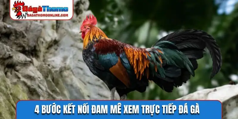 4 bước kết nối đam mê xem trực tiếp đá gà