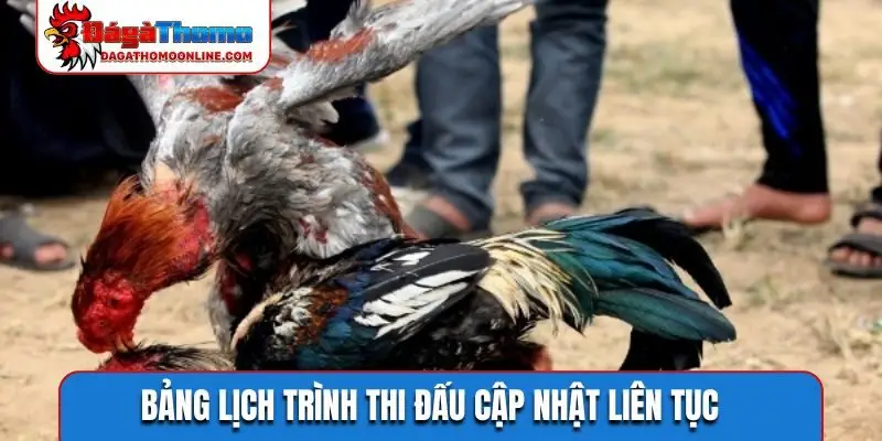 Bảng lịch trình thi đấu cập nhật liên tục