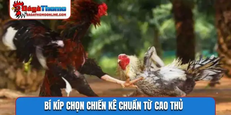 Bí kíp chọn chiến kê chuẩn từ cao thủ