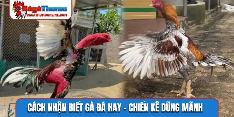 Cách nhận biết gà đá hay