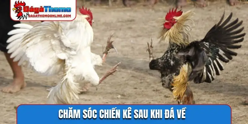 Chăm sóc chiến kê sau khi đá về