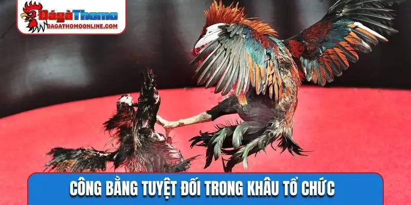 Công bằng tuyệt đối trong khâu tổ chức