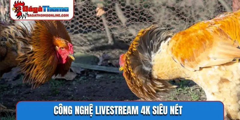 Công nghệ livestream 4K siêu nét