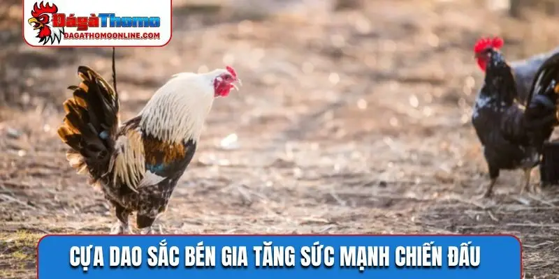 Cựa dao sắc bén gia tăng sức mạnh chiến đấu