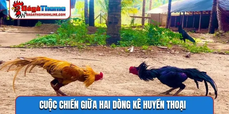 Cuộc chiến giữa hai dòng kê huyền thoại