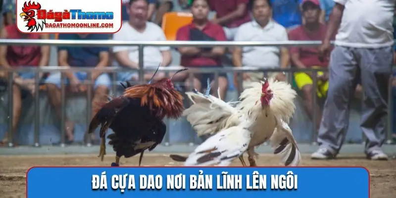 da cua dao noi ban linh len ngoi Đá cựa dao nơi bản lĩnh lên ngôi