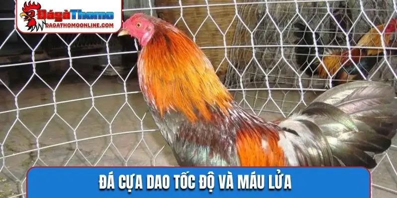 da cua dao toc do va mau lua Đá cựa dao tốc độ và máu lửa