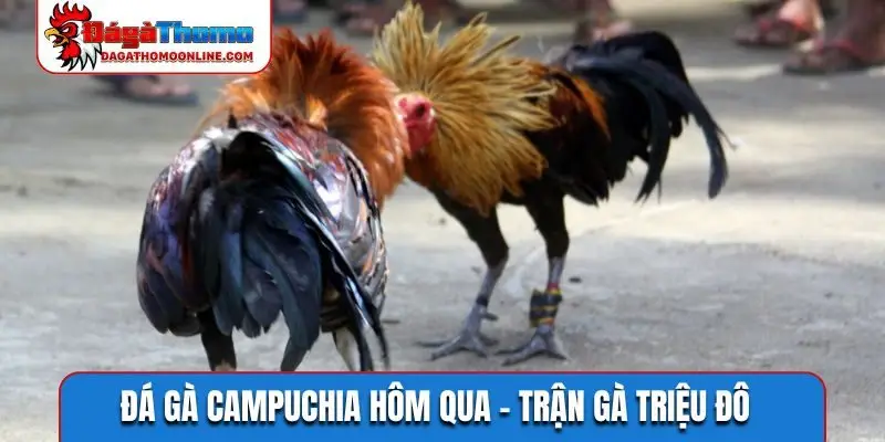 Đá gà Campuchia hôm qua