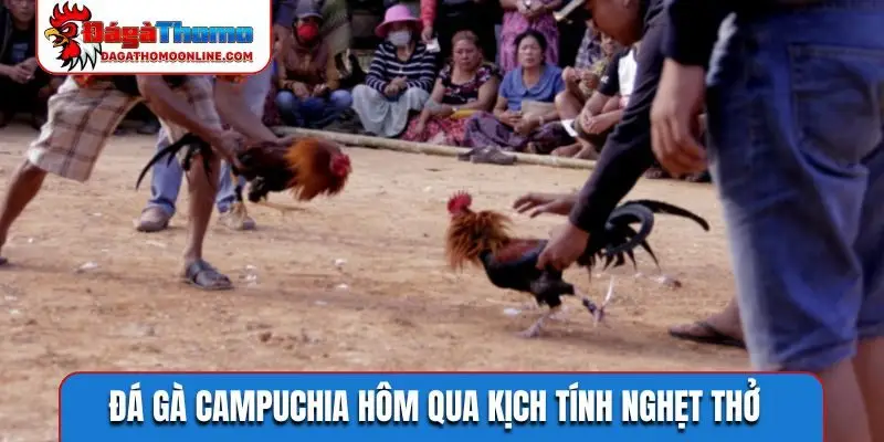 Đá gà Campuchia hôm qua kịch tính nghẹt thở