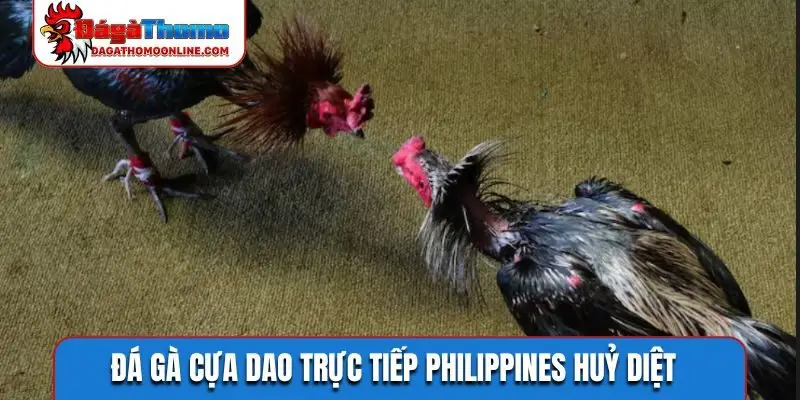 Đá gà cựa dao trực tiếp Philippines