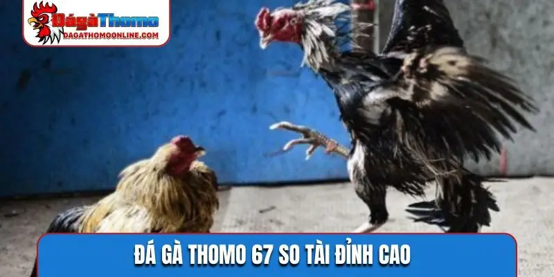 Đá gà Thomo 67 so tài đỉnh cao