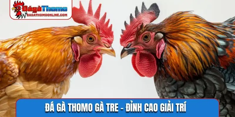 Đá gà Thomo gà tre