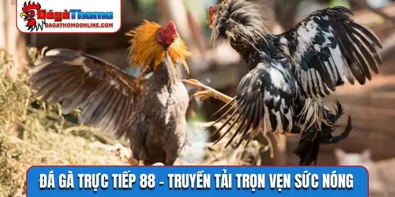 Đá gà trực tiếp 88