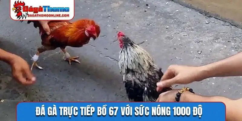 Đá gà trực tiếp bồ 67 với sức nóng 1000 độ