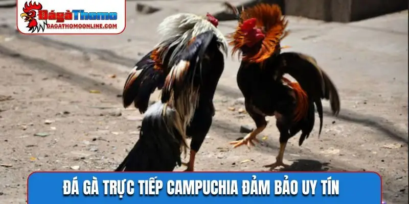 Đá gà trực tiếp Campuchia đảm bảo uy tín
