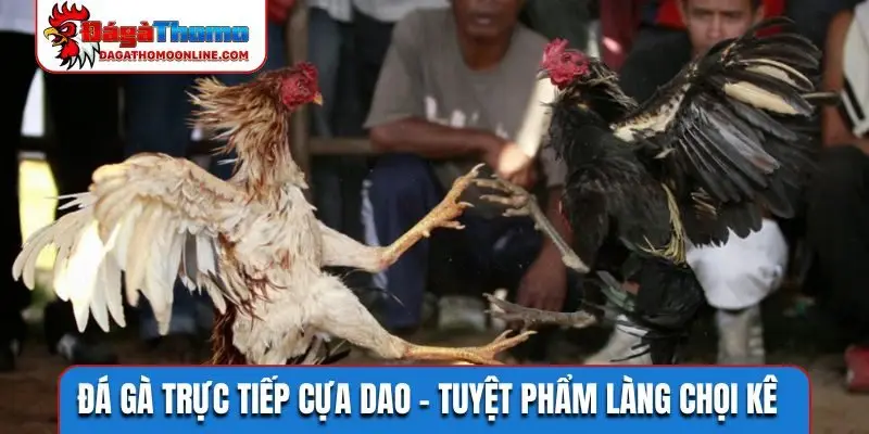Đá gà trực tiếp cựa dao