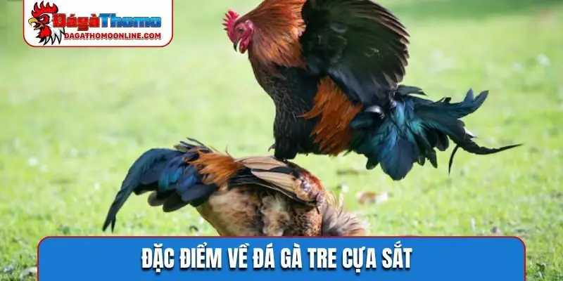 Đặc điểm về đá gà tre cựa sắt