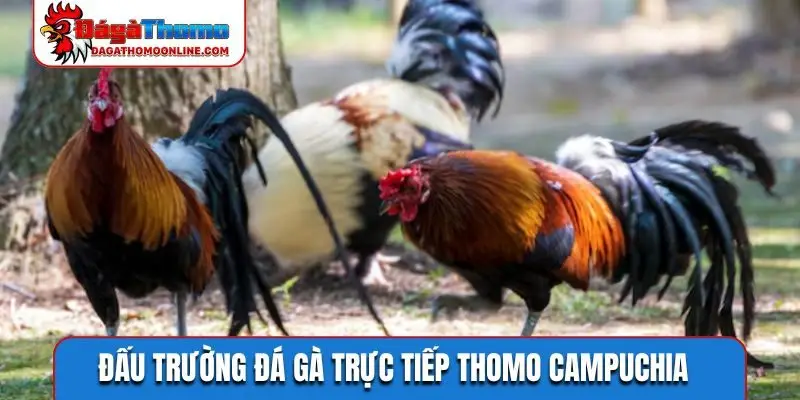 Đấu trường đá gà trực tiếp Thomo Campuchia