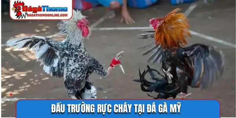 dau truong ruc chay tai da ga my Đấu trường rực cháy tại đá gà Mỹ