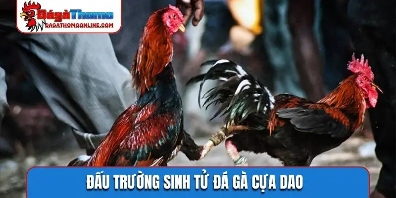 dau truong sinh tu da ga cua dao Đấu trường sinh tử đá gà cựa dao