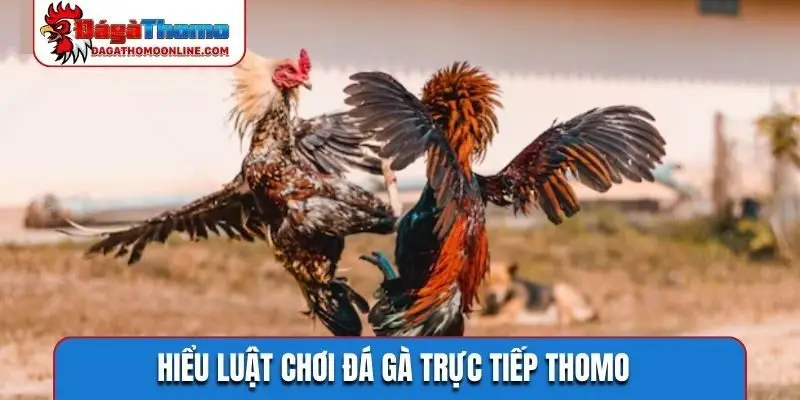 Hiểu luật chơi đá gà trực tiếp Thomo