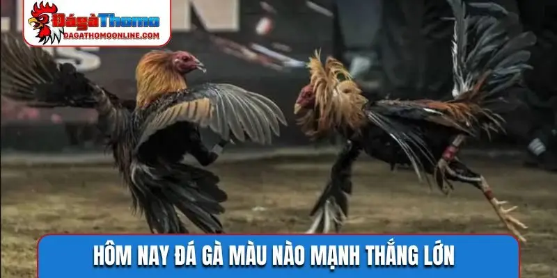 Hôm nay đá gà màu nào mạnh