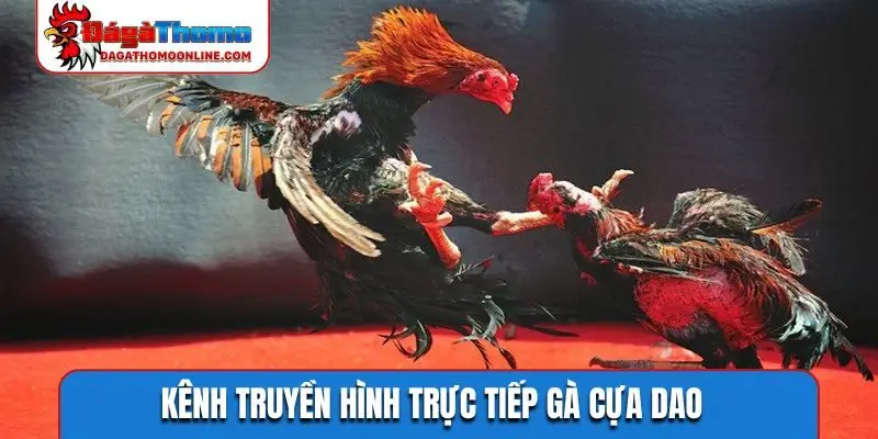 kenh truyen hinh truc tiep ga cua dao Kênh truyền hình trực tiếp gà cựa dao