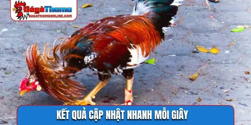 Kết quả cập nhật nhanh mỗi giây