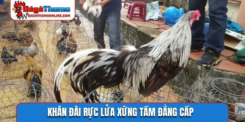 Khán đài rực lửa xứng tầm đẳng cấp