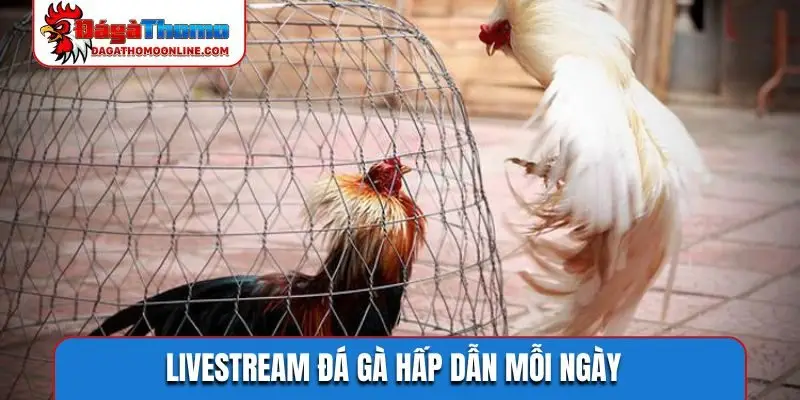 Livestream đá gà hấp dẫn mỗi ngày