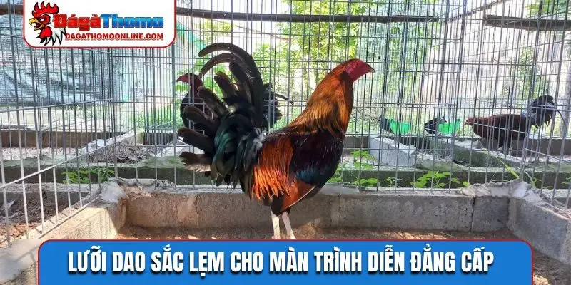 luoi dao sac lem cho man trinh dien dang cap Lưỡi dao sắc lẹm cho màn trình diễn đẳng cấp