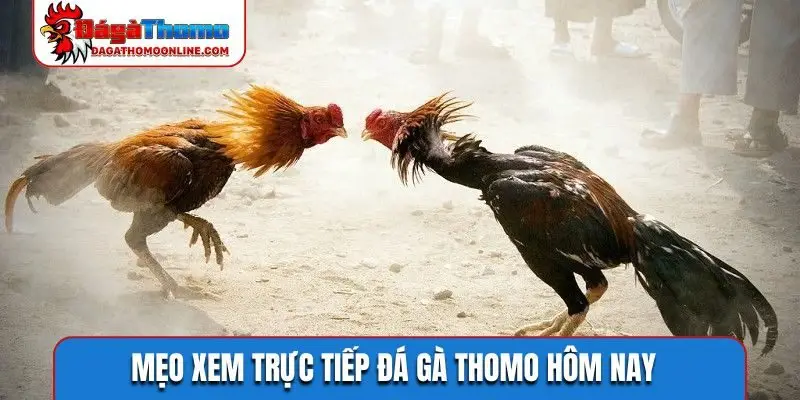 Mẹo xem trực tiếp đá gà Thomo hôm nay