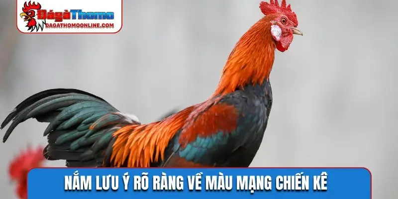 Nắm lưu ý rõ ràng về màu mạng chiến kê