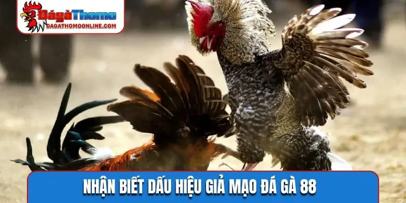 Nhận biết dấu hiệu giả mạo đá gà 88