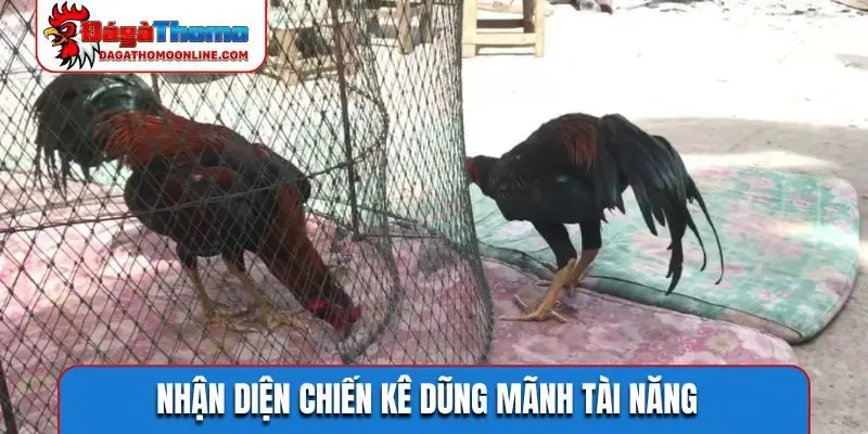 Nhận diện chiến kê dũng mãnh tài năng