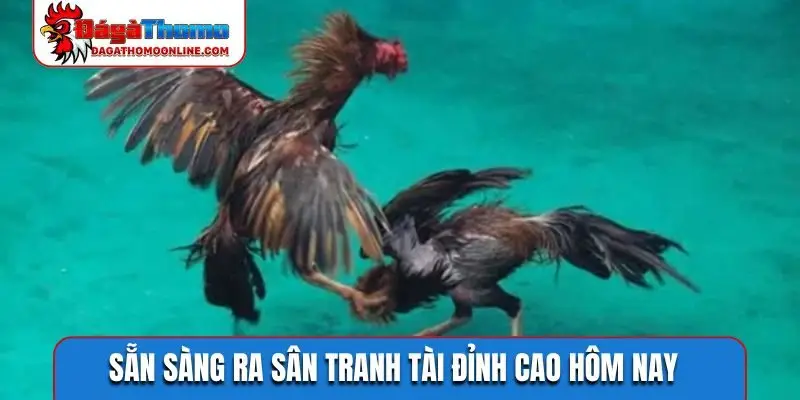 Sẵn sàng ra sân tranh tài đỉnh cao hôm nay