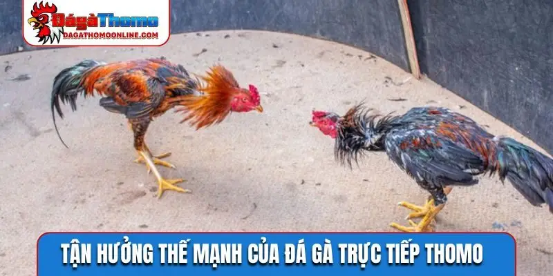 Tận hưởng thế mạnh của đá gà trực tiếp Thomo