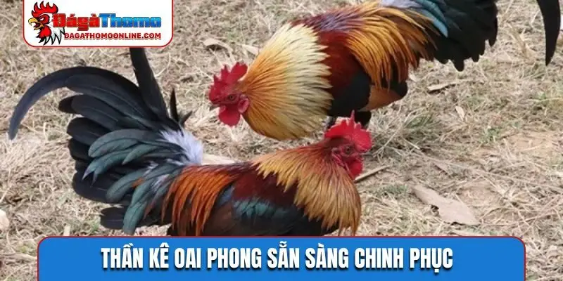 Thần kê oai phong sẵn sàng chinh phục