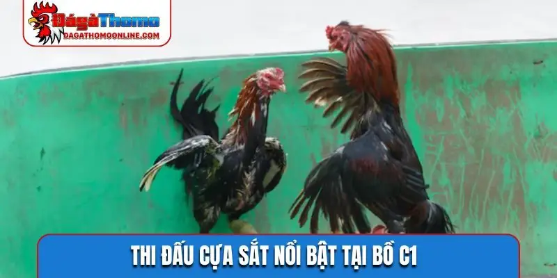 Thi đấu cựa sắt nổi bật tại bồ C1