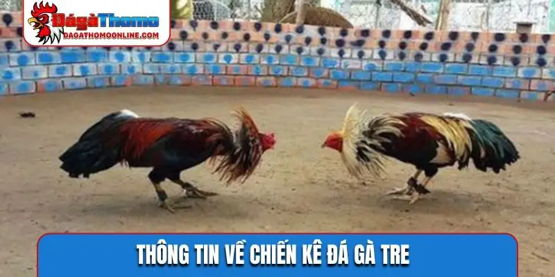 Thông tin về chiến kê đá gà tre