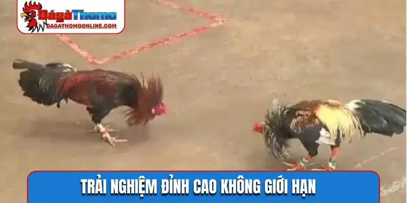 Trải nghiệm đỉnh cao không giới hạn