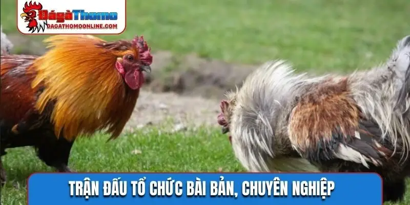 Trận đấu tổ chức bài bản, chuyên nghiệp