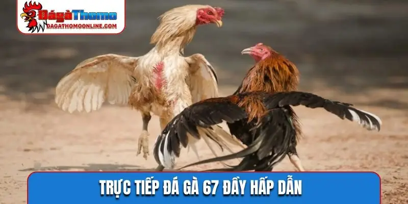 Trực tiếp đá gà 67 đầy hấp dẫn