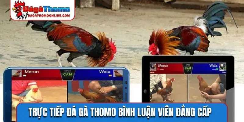 Trực tiếp đá gà Thomo bình luận viên