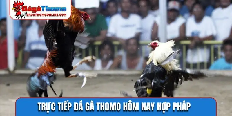 Trực tiếp đá gà Thomo hôm nay hợp pháp