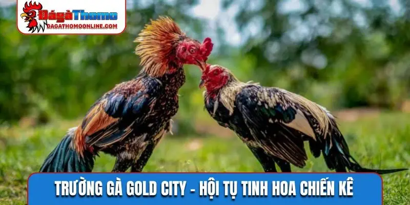 Trường gà Gold City