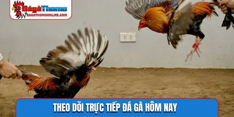 Video phát lại cực kỳ hấp dẫn