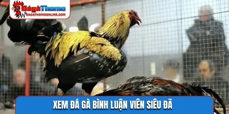 Xem đá gà bình luận viên siêu đã