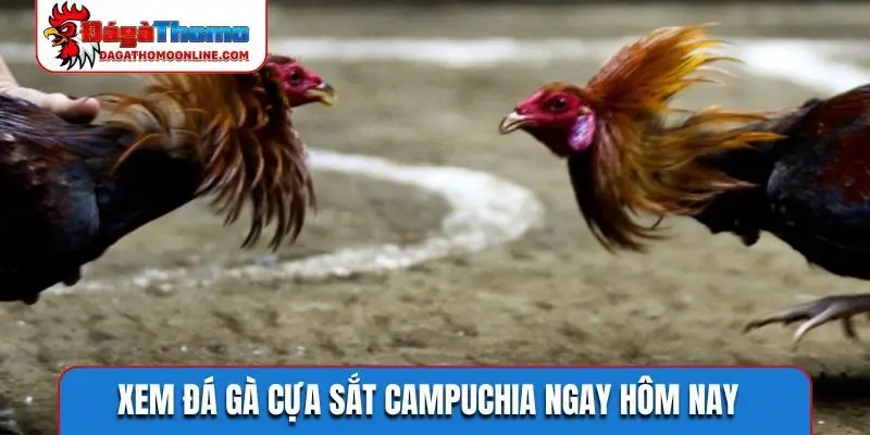 Xem đá gà cựa sắt Campuchia ngay hôm nay