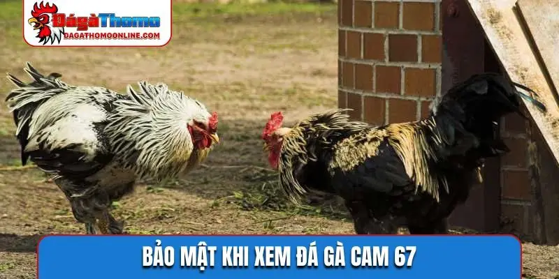 Bảo mật khi xem đá gà cam 67